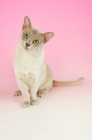 Picture of curious lilac burmese 
