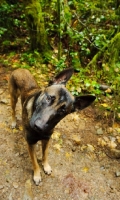 Picture of curious Malinois