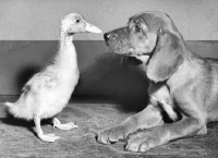 Picture of curious puppy looking at duckling