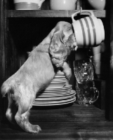 Picture of curious puppy looking into cup