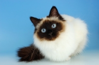 Picture of curious seal pointed Birman cat on pastel background