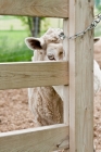Picture of curious sheep peeking through gate