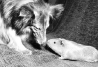 Picture of curious Shetland Sheepdog looking at a Guinea Pig