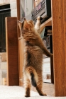Picture of curious somali kitten checking out a stereo
