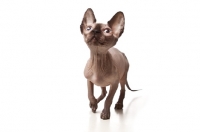 Picture of curious Sphynx cat