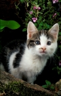 Picture of curious tabby and white household kitten