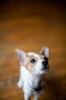 Picture of curious Toy Fox Terrier puppy