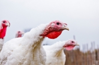 Picture of curious turkeys