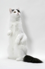 Picture of curious turkish van cat