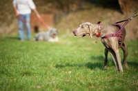 Picture of curious weimaraner wearing harness pulling on lead