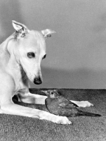 Picture of curious Whippet looking at Blackbird