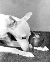 Picture of curious Whippet looking at Blackbird