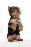 Picture of curious Yorkshire Terrier puppy on white background
