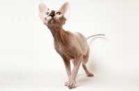 Picture of curious young sphynx cat