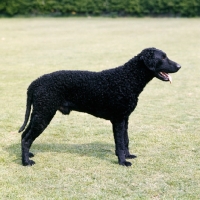 Picture of curly coat retriever posing on grass