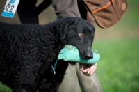 Picture of Curly Coated Retriever giving dummy to owner