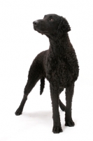 Picture of Curly Coated Retriever in studio