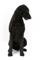 Picture of Curly Coated Retriever looking aside
