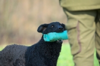 Picture of Curly Coated Retriever offering dummy to owner