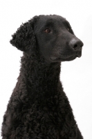 Picture of Curly Coated Retriever on white background