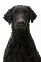 Picture of Curly Coated Retriever portrait