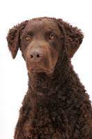 Picture of Curly Coated Retriever portrait