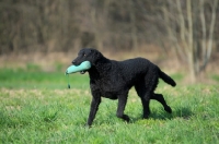 Picture of Curly Coated Retriever retrieving dummy
