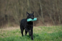 Picture of Curly Coated Retriever running with dummy
