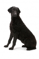 Picture of Curly Coated Retriever sitting down