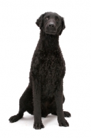 Picture of Curly Coated Retriever sitting down on white background