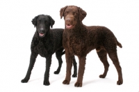 Picture of Curly Coated Retrievers on white background