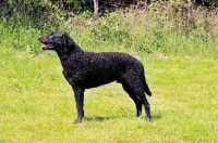 Picture of Curly Coated Retriever
