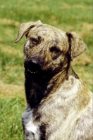 Picture of Cursino dog (aka Corse dog), side view, 1st French Champion