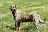 Picture of Cursino dog (aka Corse dog), side view, 1st French Champion