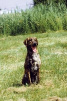 Picture of Cursino dog (aka Corse dog), sitting down