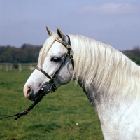 Picture of cusop banknote, welsh pony (section b) colt head study, 