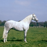 Picture of cusop banknote, welsh pony (section b) colt