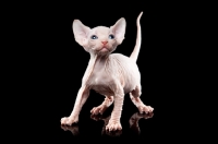 Picture of cute 5 week old Sphynx kitten