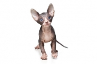 Picture of cute 6 week old Sphynx kitten