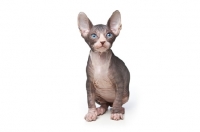 Picture of cute 7 week old Sphynx kitten