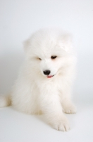 Picture of cute 9 week old Samoyed puppy sitting on white background