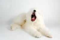 Picture of cute 9 week old Samoyed puppy yawning