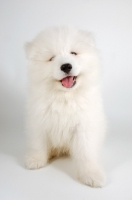 Picture of cute 9 week old Samoyed puppy on white background