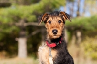 Picture of cute Airedale puppy looking at camera