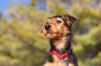 Picture of cute Airedale puppy portrait