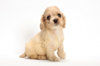 Picture of cute American Cocker Spaniel puppy