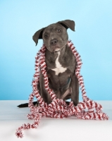 Picture of cute American Staffordshire Terrier with decorations