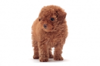 Picture of cute apricot coloured Toy Poodle puppy