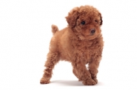 Picture of cute apricot coloured Toy Poodle puppy