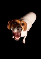 Picture of cute Beagle looking up